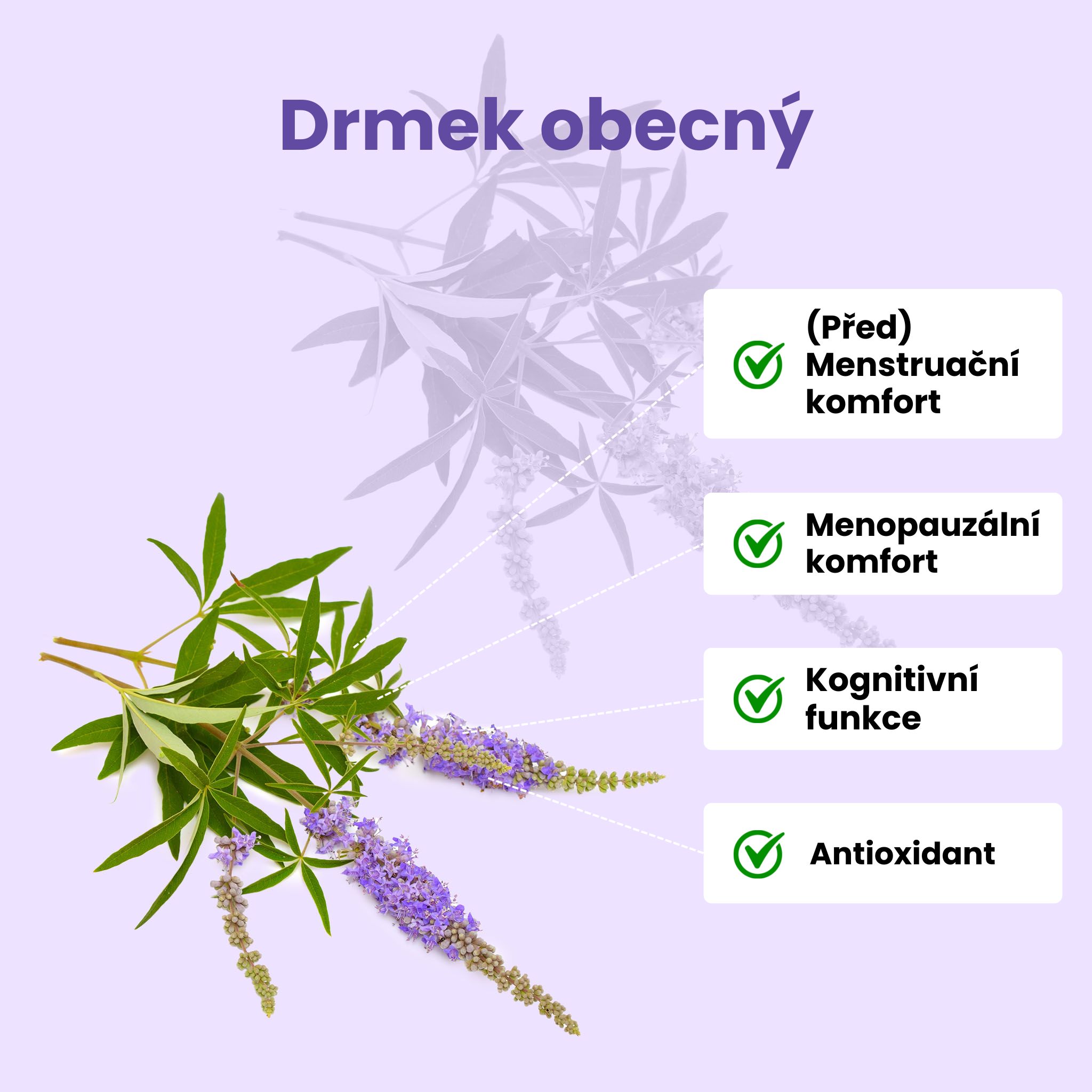 drmek obecny